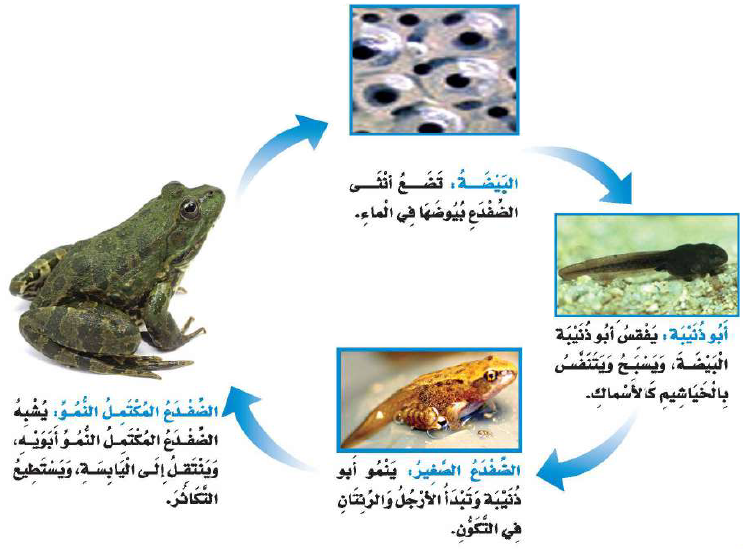 دورة حياة الضفدع